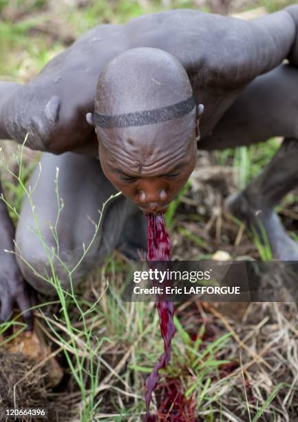 Suri man vomiting his blood meal in Turgit village, Omo valley, Ethiopia on July 05, 2010 - Blood Meal Like in Rendille or Massais tribes Surmas...