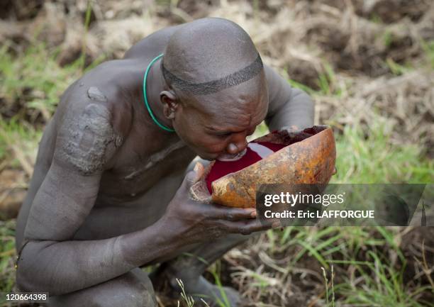 Suri man drinking fresh cow blood in Turgit village, Omo valley, Ethiopia on July 05, 2010 - Blood Meal Like in Rendille or Massais tribes Surmas...