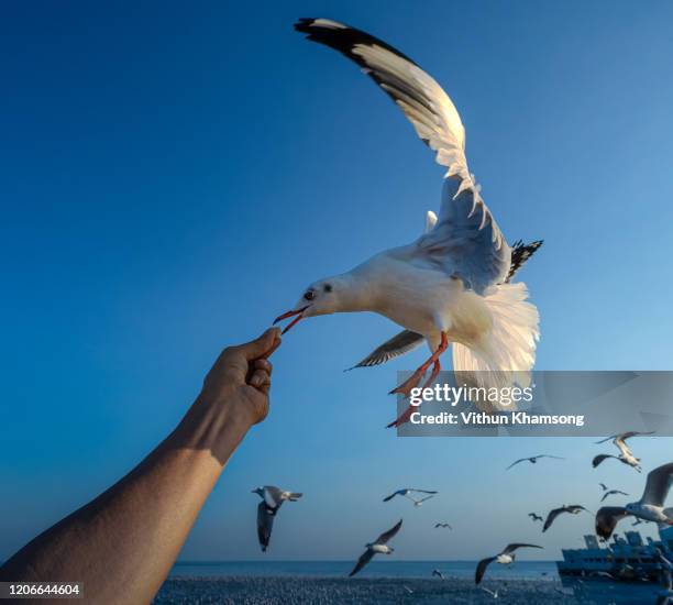 a bird is frying to the food in thailand. - seagull food stock pictures, royalty-free photos & images