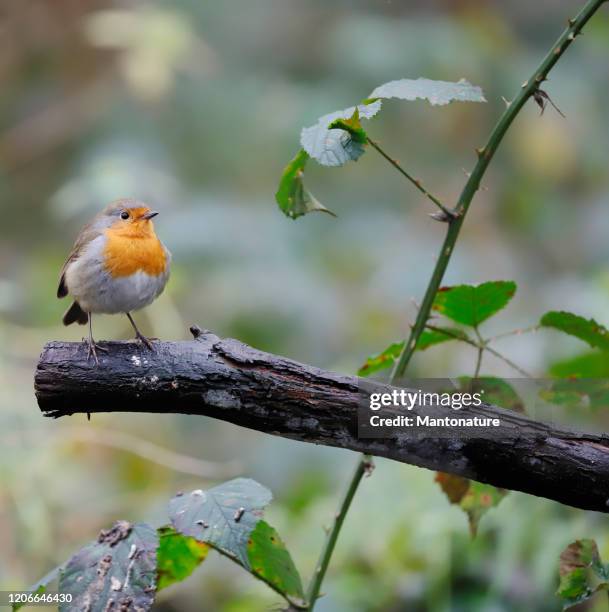 robin (erithacus rubecula) - mark robins bildbanksfoton och bilder