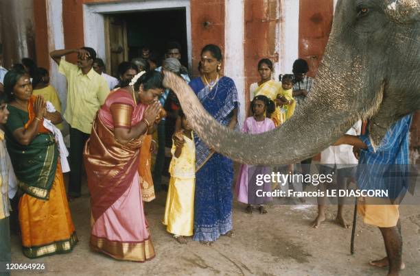 India - Women being blessed by the trunk of an elephant, Tiruchendur, Tamil Nadu.
