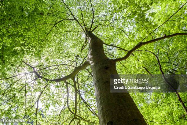 low angle view of a beech tree in springtime - beech tree ストックフォトと画像