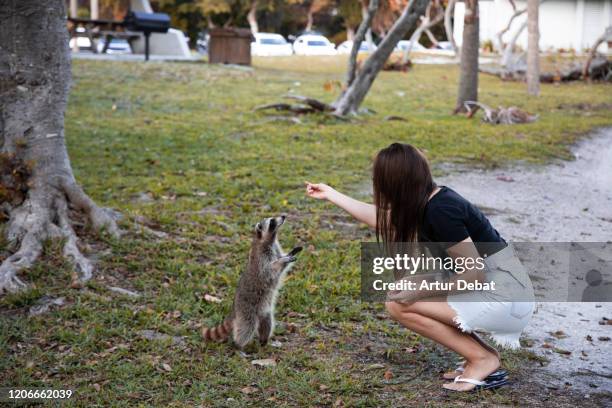 tourist woman meeting cute raccoon in the bill baggs cape florida state park of miami area. - by racoon on white photos et images de collection