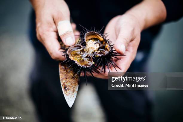 high angle close up of fisherman cutting open a piece of fresh uni, sea urchin. - sea urchin ストックフォトと画像