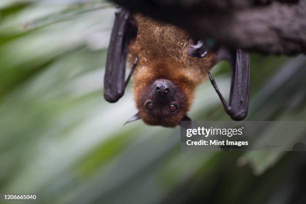close up of brown bat hanging upside down from a tree. - fladdermus bildbanksfoton och bilder