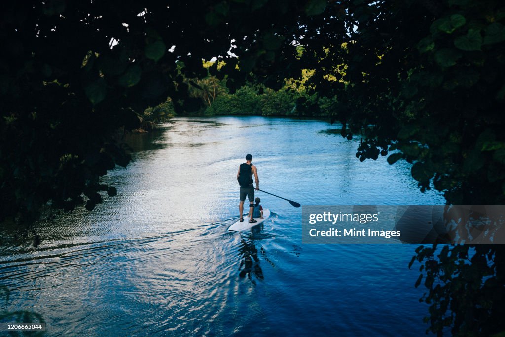 High angle view of man and his son paddle boarding along a jungle river.