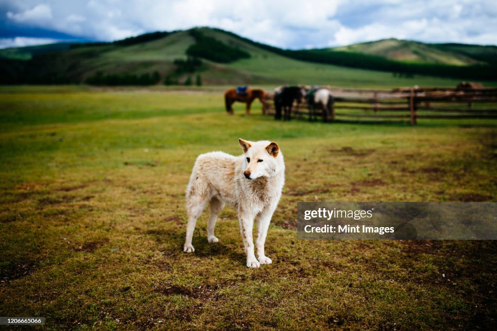White guard dog standing on an open plains, small paddock with horses and hills in background.
