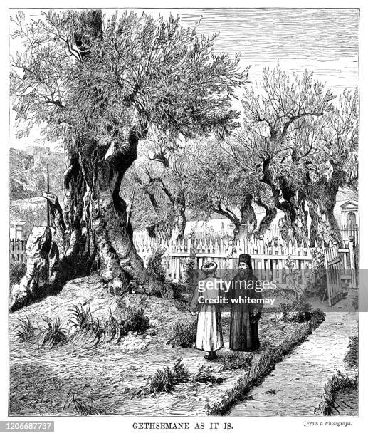 illustrations, cliparts, dessins animés et icônes de vue du xixe siècle du jardin de gethsémani, jérusalem - olivier