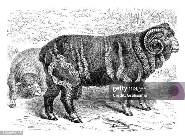 merino schafe infantado illustration 1895 - schäferei stock-grafiken, -clipart, -cartoons und -symbole