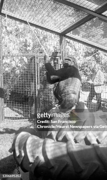 Koko the Gorilla who is being taught sign language, October 10, 1981