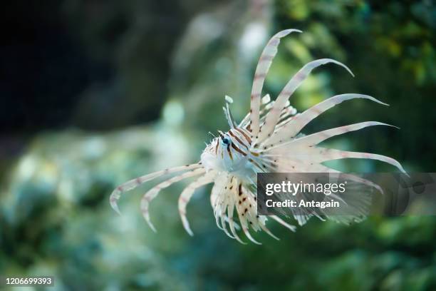 rotfeuerfisch - lion fish stock-fotos und bilder