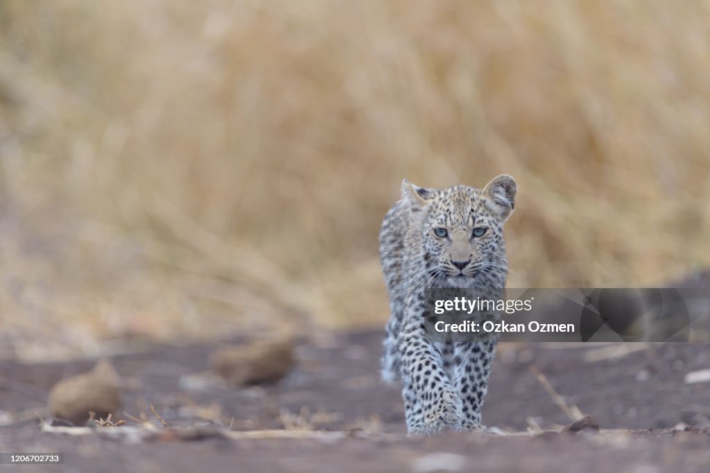 Leopard cub in the wilderness of Africa