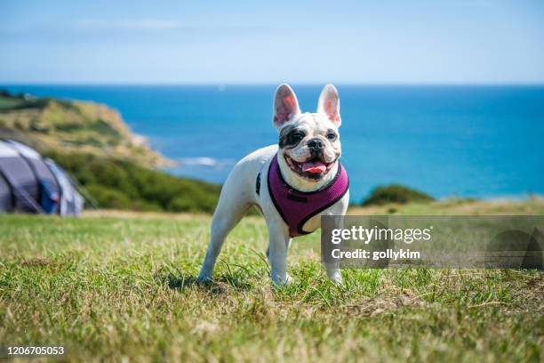 camping with dog by the coastline of osmington mills, dorset - harness stock pictures, royalty-free photos & images