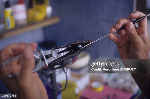 Worker extracting a black pearl from an oyster in a farm in Tuamotus archipelago, French Polynesia - After 18 months, the oysters are "harvested" to...