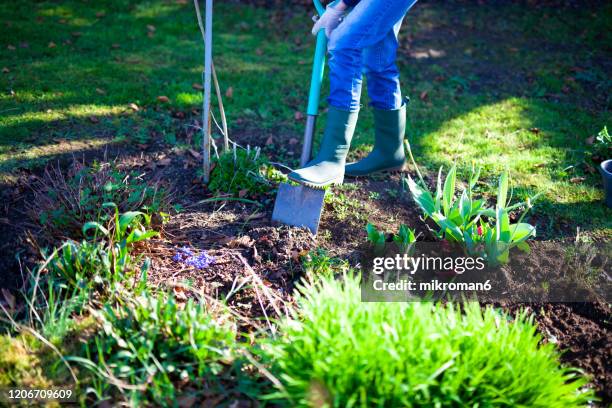 woman digging a hole in the garden with a spade - excavation stock-fotos und bilder