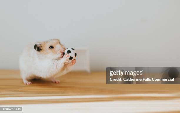 goalie hamster - calcio a 5 foto e immagini stock