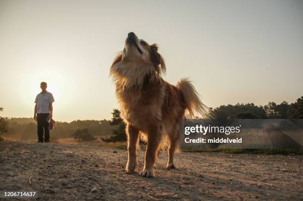sunrise walk with dogs - moor stock pictures, royalty-free photos & images