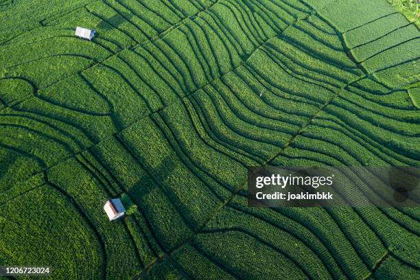 luchtmening van groene rijstrijstgebieden in bali - sawa stockfoto's en -beelden