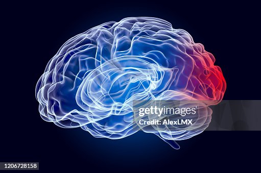 Brain Disease Of Occipital Lobe Concept 3d Rendering High Biology Diagrams