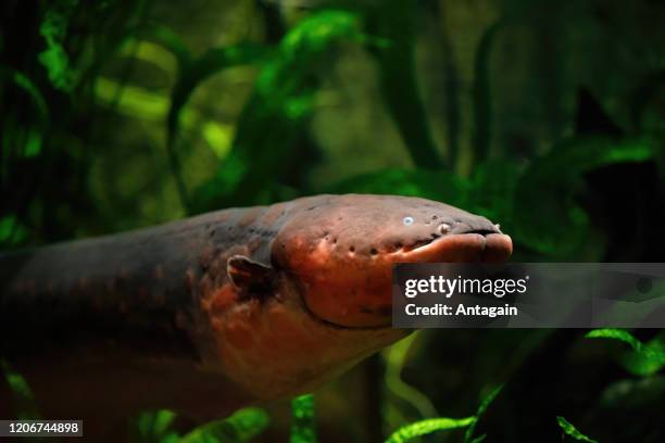 electric eel - electric eel stock pictures, royalty-free photos & images