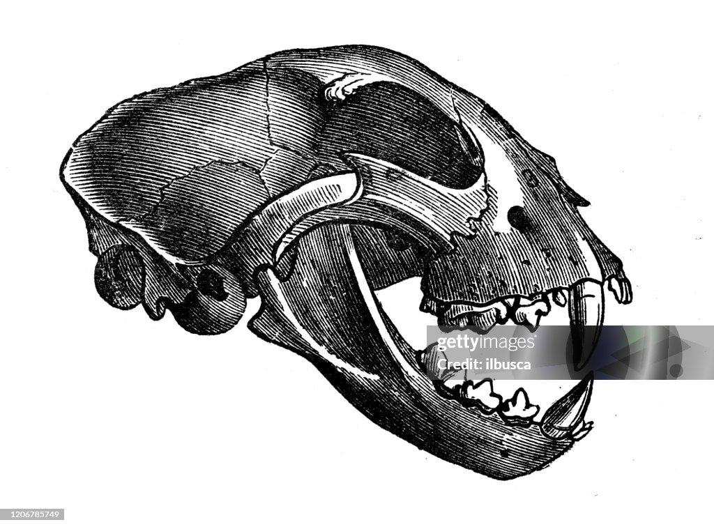 Antique animal illustration: cheetah skull (Acinonyx jubatus)