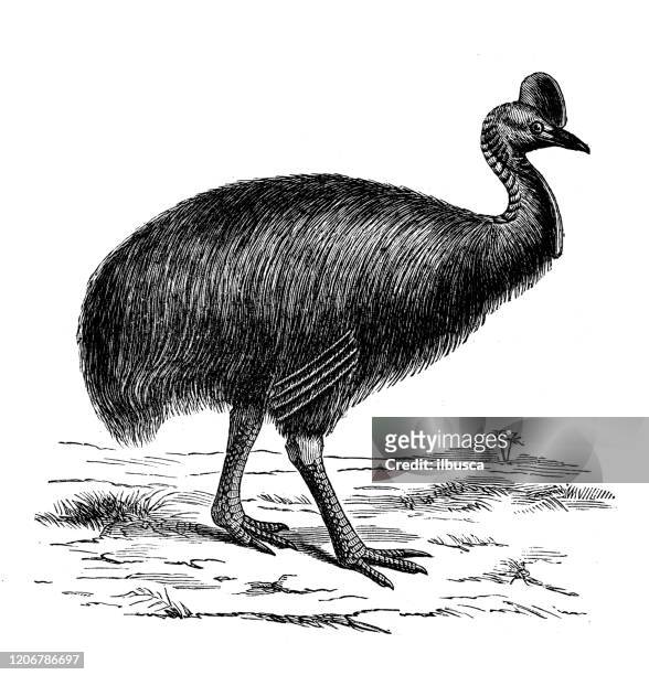 antique animal illustration: southern cassowary (casuarius casuarius) - cassowary stock illustrations