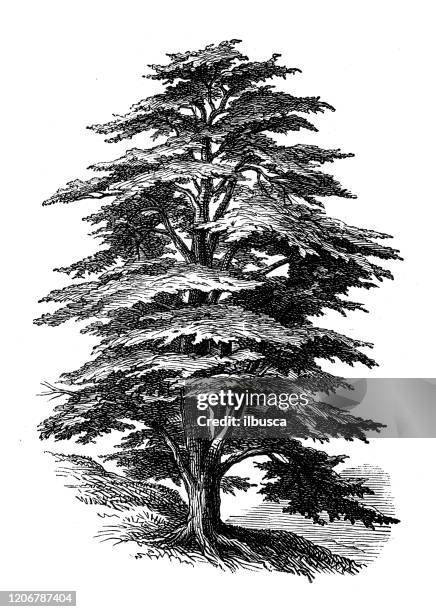 ilustraciones, imágenes clip art, dibujos animados e iconos de stock de ilustración de botánica antigua: cedrus libani, cedro líbano - cedar tree