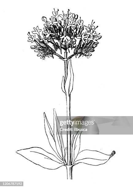 antique botany illustration: centranthus ruber, red valerian, spur valerian - valeriana officinalis stock illustrations