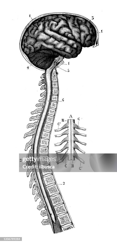 Spinal Cord Drawing Brain And Spinal Cord Drawing Nervous System Brain And Spinal Cord
