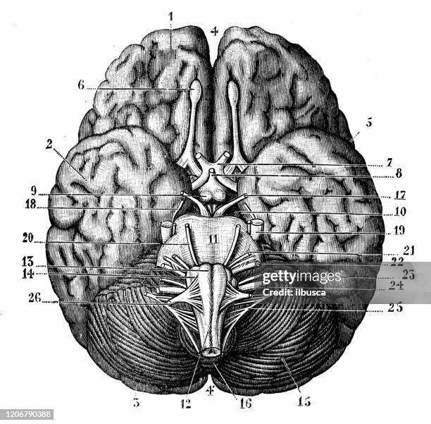 ilustraciones, imágenes clip art, dibujos animados e iconos de stock de ilustración antigua: cerebro humano - vista ascendente