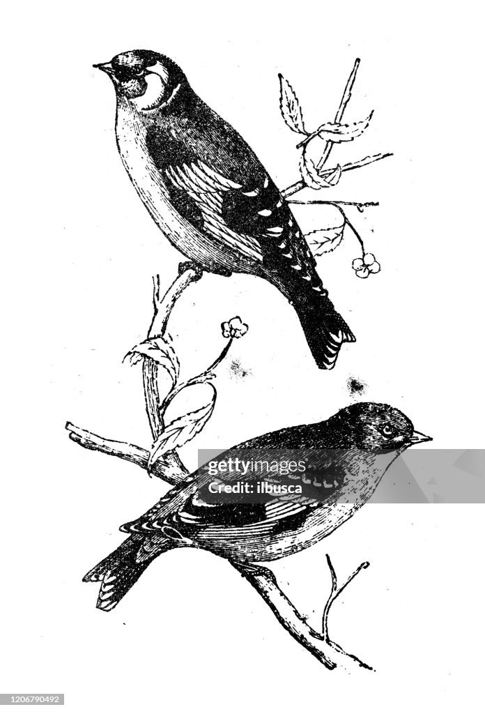 Antique animal illustration: goldfinch (Carduelis carduelis)