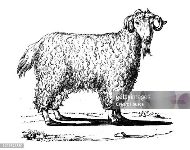 antique animal illustration: angora goat - turkish angora cat stock illustrations