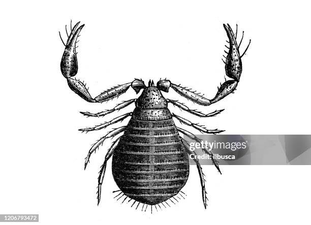 antique animal illustration: chelifer cancroides, house pseudoscorpion - pseudoscorpion stock illustrations