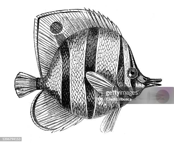 antique animal illustration: chaetodon - dotted butterflyfish stock illustrations