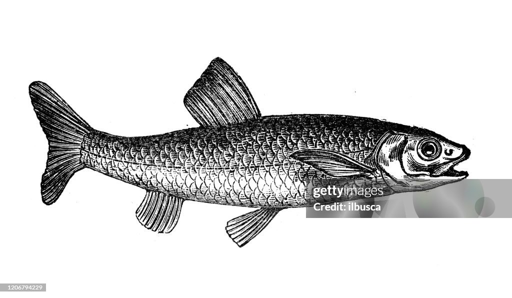 Antique animal illustration: Squalius cephalus, chub