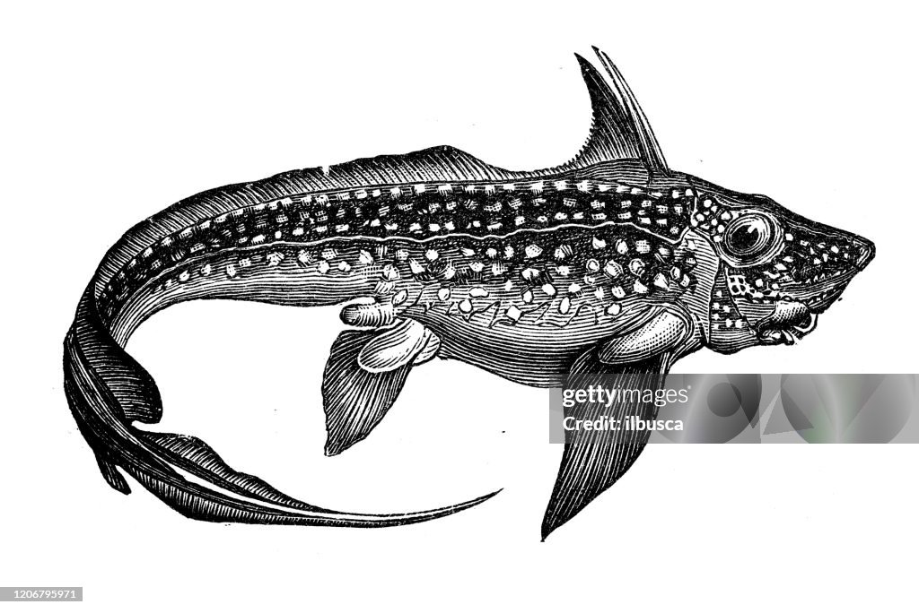 Antique animal illustration: Chimaera monstrosa, rabbit fish, rat fish