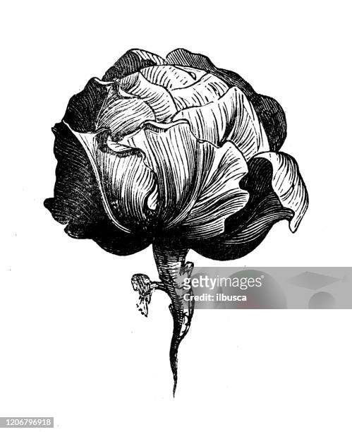 antique botany illustration: cabbage - cabbage flower stock illustrations