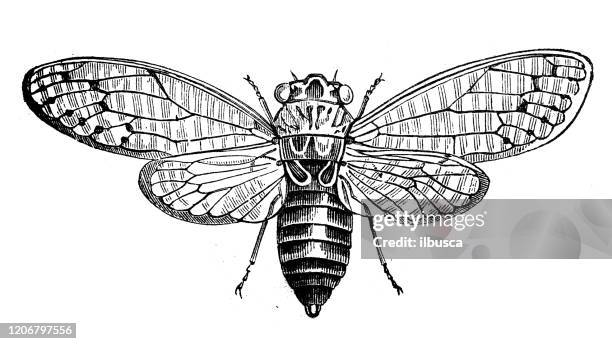 96点のセミイラスト素材 Getty Images 96点のセミイラスト素材 Getty Images