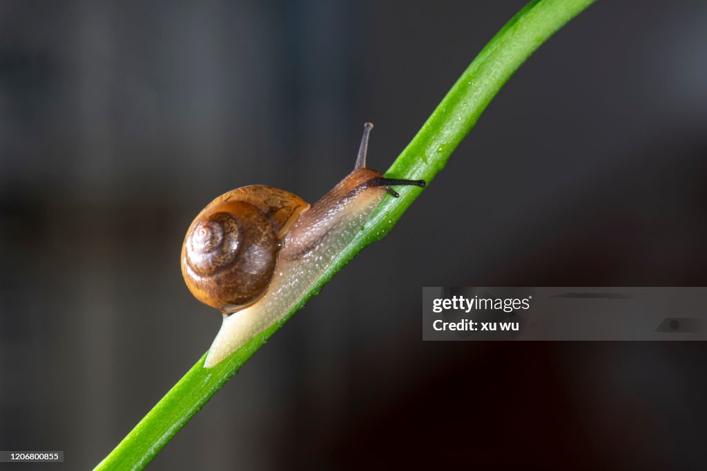 Snails