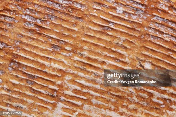 Cheese Rind Surface Cheese Rind Photos and Premium High Res Pictures - Getty Images