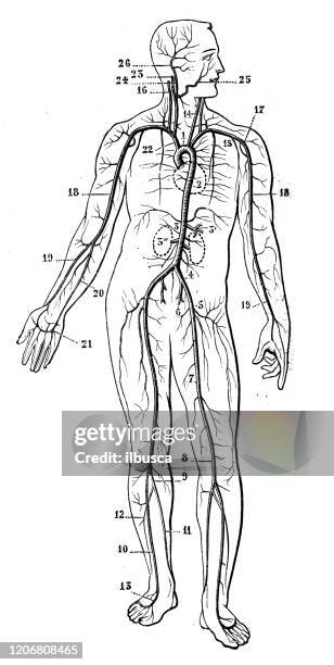 antique illustration: cardiovascular system - blood flow stock illustrations