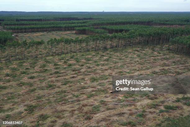 346 Deforestation Machine Stock Photos, High-Res Pictures, and Images ...