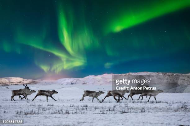 wild reindeer on the tundra on the background of the northern lights - toundra photos et images de collection