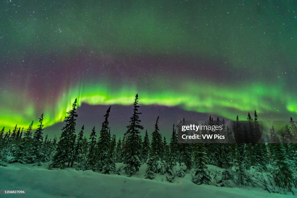 Aurora over Snowy Trees (Feb 9, 2019)