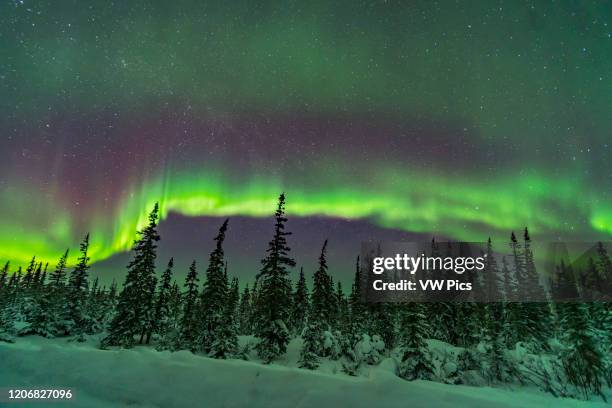 Band of subtly coloured aurora over the snowy trees of the northern boreal forest, Churchill, Manitoba. This was Feb 9/10, 2019. Cassiopeia is at...