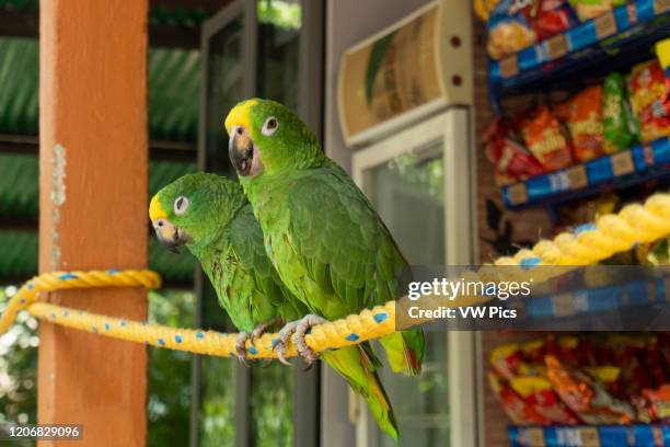 95 Parrot Rope Stock Photos, High-Res Pictures, and Images - Getty Images