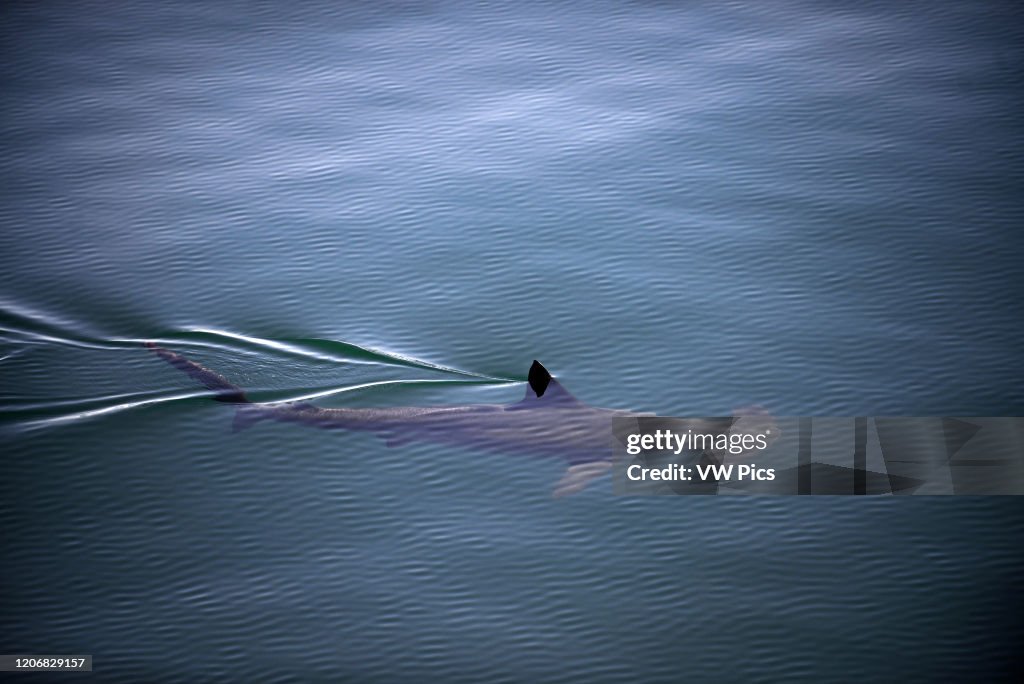 Smooth hammerhead shark under the surface