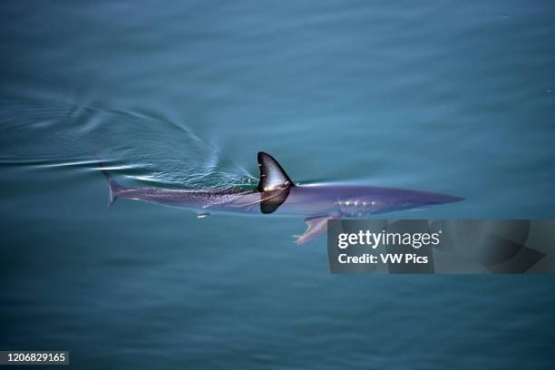 Shortfin Mako Shark swimming under the surface in open water, breaking the water with the dorsal fin, Baja California, Mexico.