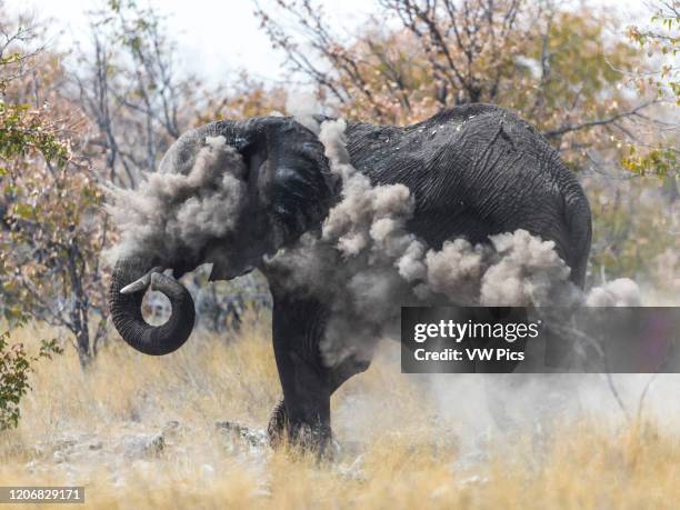 An elephant throws dust on to protect itself from the sun during noon, Etosha National Park, Namibia.