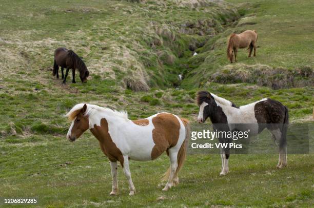 Icelandic horses, Lagarfljot lake, Egilstadir, Iceland.